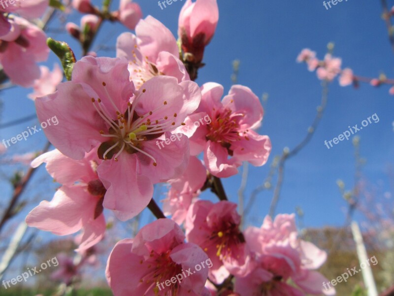 Spring Flower Tree Branch Blossom