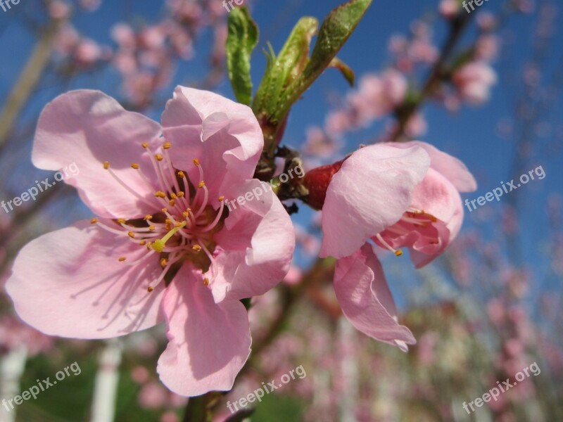 Spring Flower Tree Branch Blossom