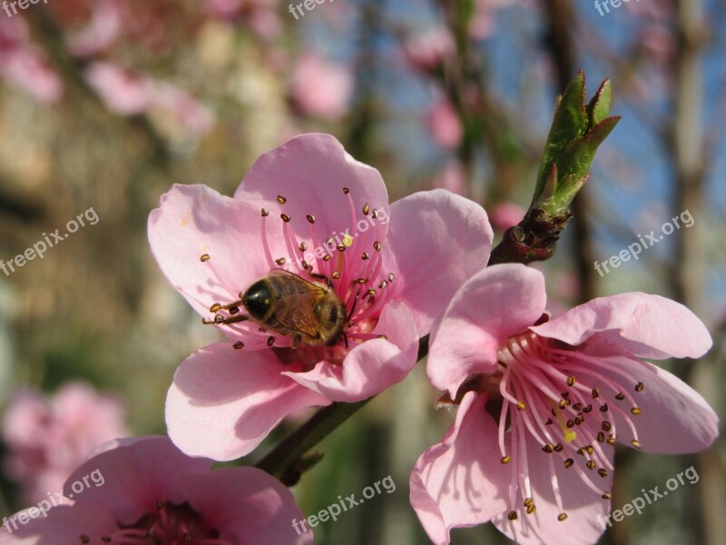 Spring Flower Tree Branch Blossom