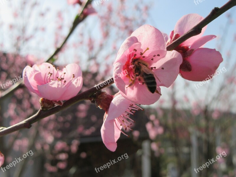 Spring Flower Tree Branch Blossom