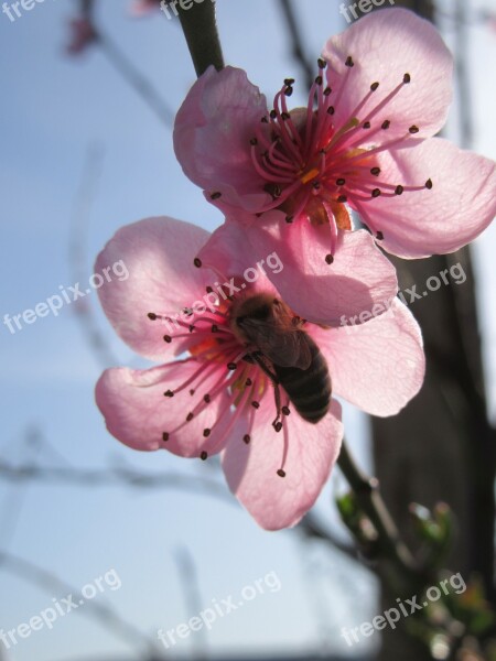 Spring Flower Tree Branch Blossom