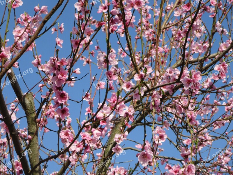 Spring Flower Tree Branch Blossom