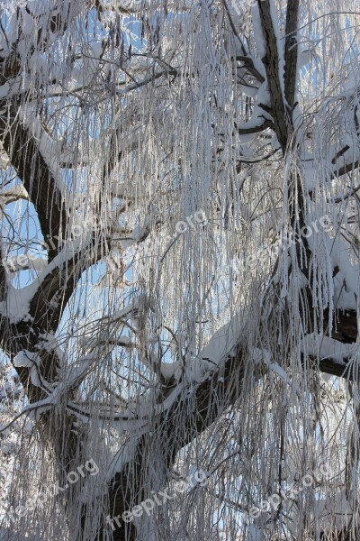 Snow Ice Tree Winter Frozen