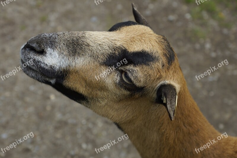 Goat Paarhufer Ruminant Zoo Close Up