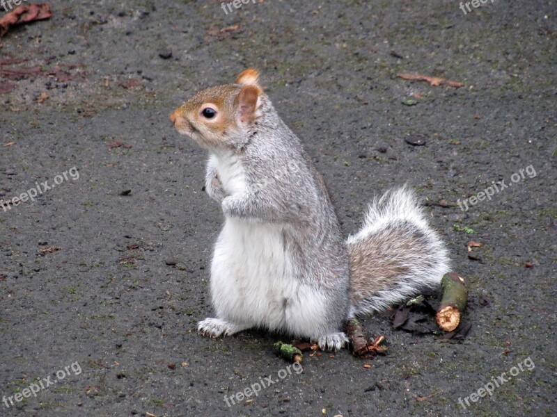 Squirrel Scotland Park Macro Gray