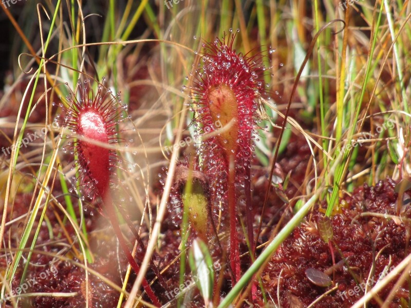 Swamp Carnivorous Plants Autumn Season Aquatic Plants