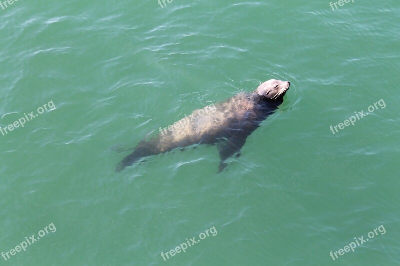 Seal Ocean Water Newport Beach Free Photos