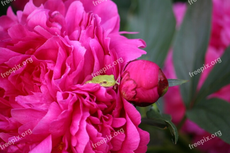 Frog Peony Flower Nature Free Photos