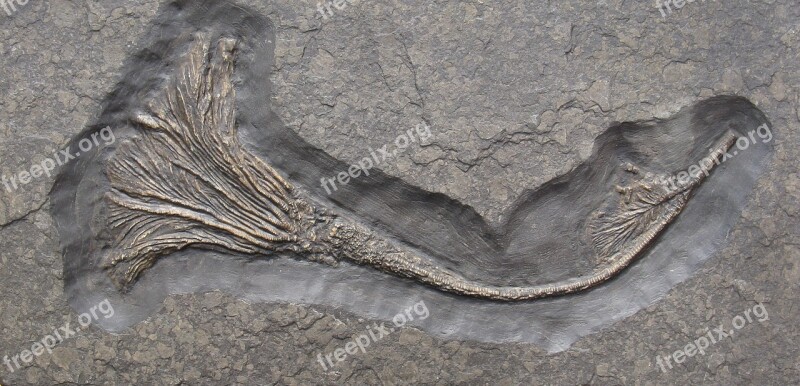 Crinoid Crinoids Fossils Limestone Extinct