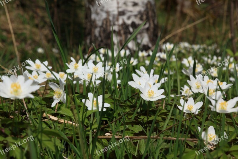 Anemones Spring Spring Plant Sign Of Spring White Flower