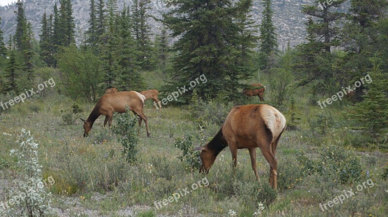 Elk Wilderness Canada Banff Wildlife