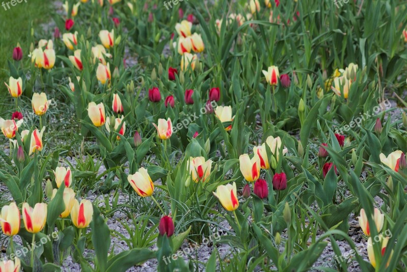 Flower Tulip Field Field Flower Grass