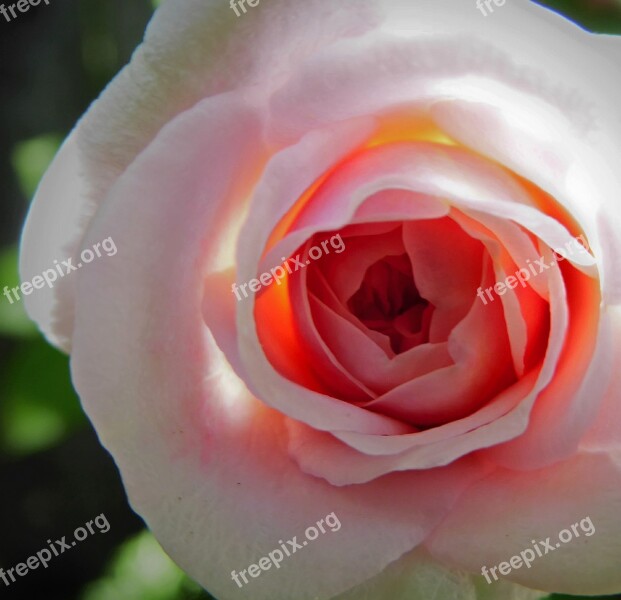 Rosebud Bud Close Up Closeup Rose