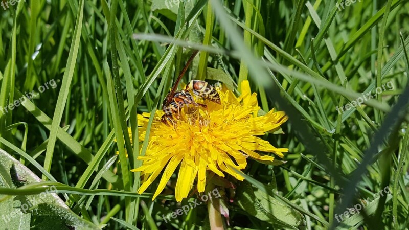 Wasp Dandelion Spring Free Photos