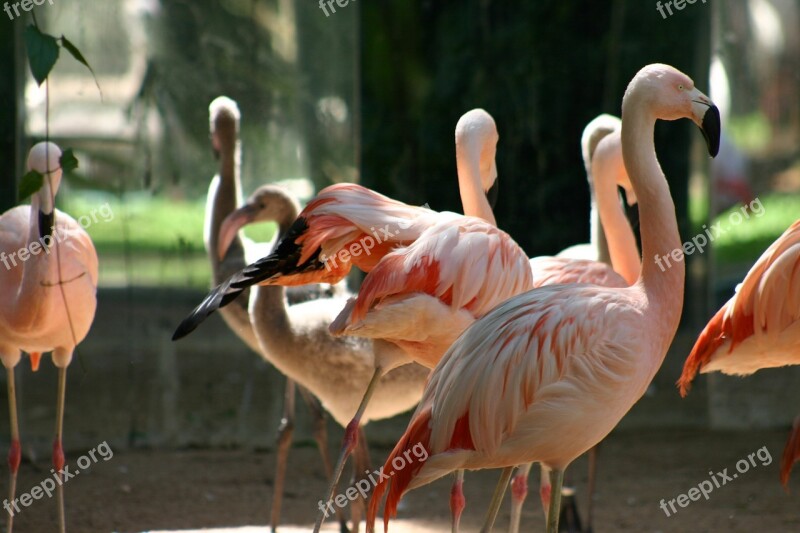 Bird Ave Fauna Flamenco Animal