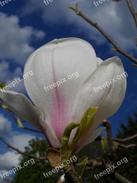 Magnolia Blossom Bloom White Pink