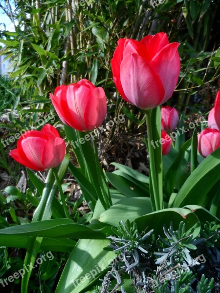 Tulip Red Bright Schnittblume Blossom