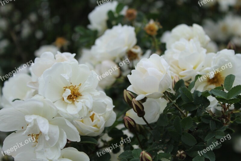 Midsummer Midsummer Roses White Flower Free Photos