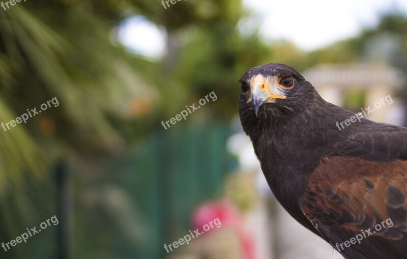 Aguila Bird Of Prey Ave Peak Feathers