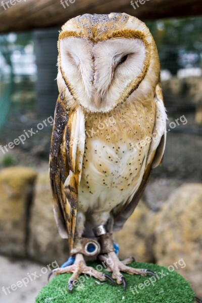 Owl Buho Bird Of Prey Ave Peak