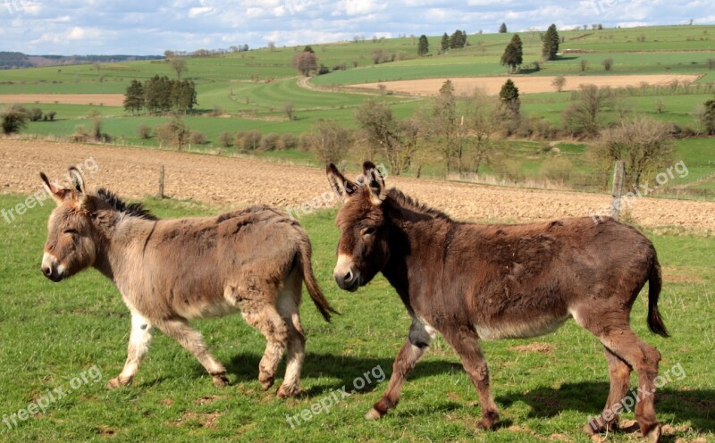 Donkey Domestic Donkey Equus Asinus Asinus Animal Stand