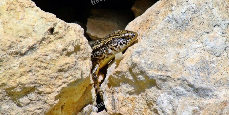 Ocellated Skink Skink Lizard Reptile Wildlife