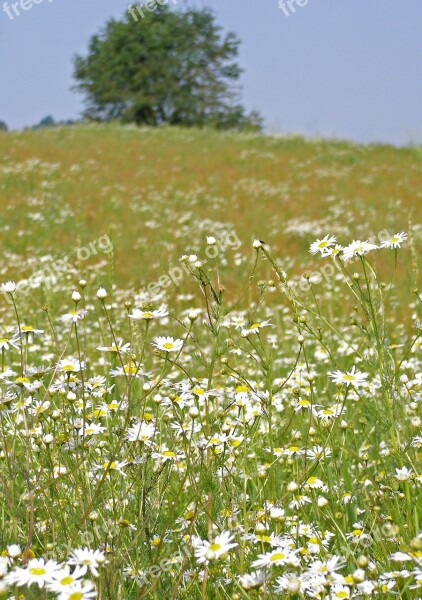 Meadow Camomile Spring Sunny Day Grass