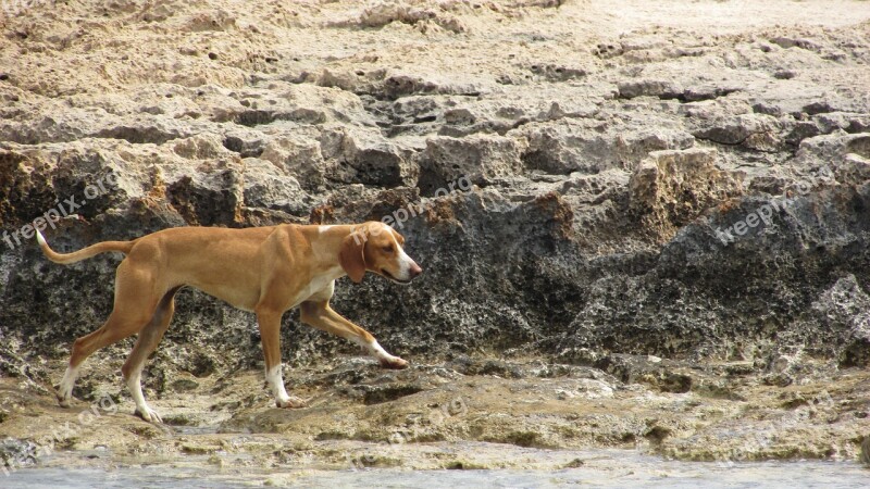 Dog Stray Wandering Beach Free Photos