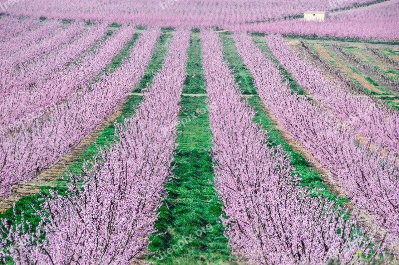 Fruit Trees Color Pink Background Free Photos