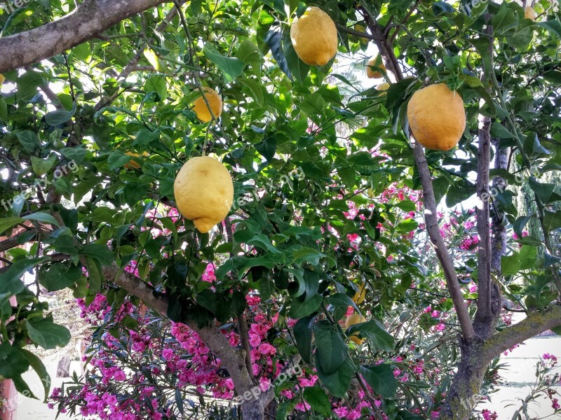 Lime Colors Fruit Trees Fruit Free Photos