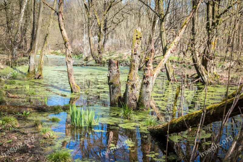 Swamp Marsh Wetland Water Nature Reserve