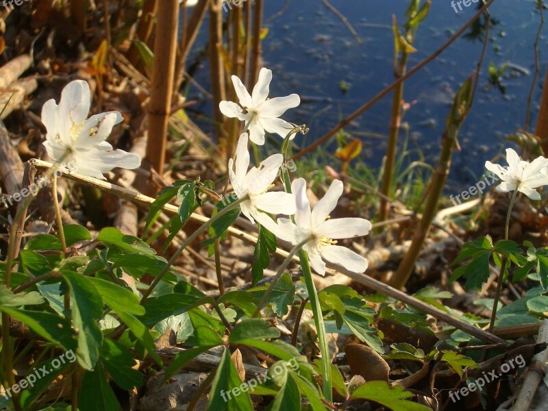 Bank Spring White Blossom Lake Edge Of The Forest