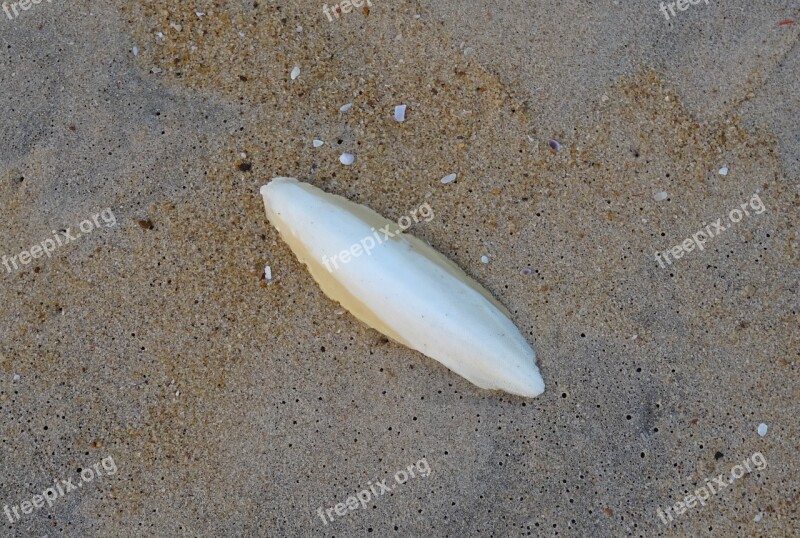 Cuttlebone Cuttle Fish Shell Cuttlefish Marine