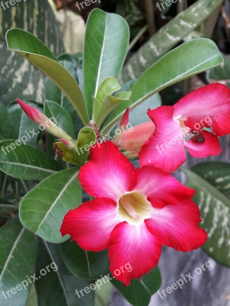 Invited To Visit Desert Rose Flower Red Petal Free Photos