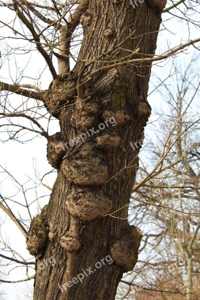 Konar Tree Sharpness Trunk Nature