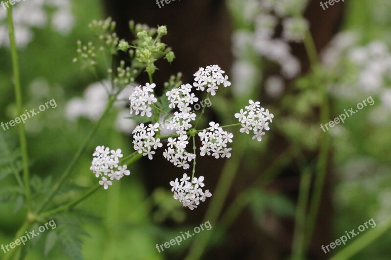 Anthriscus Flower Green Summer Cow Parsley