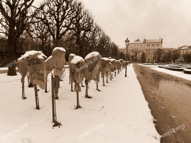 Roses Winter Snow Cold Covered