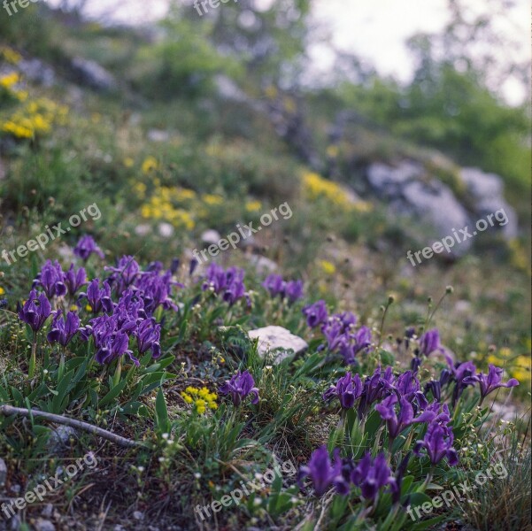 Purple Iris Nature Hiking Mountain