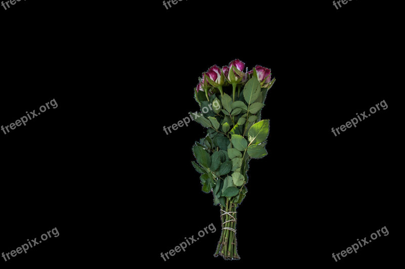 Strauss Roses Flamed Free File