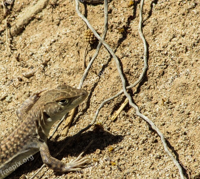 Acanthodactylus Schreiberi Lizard Animal Curious Reptile