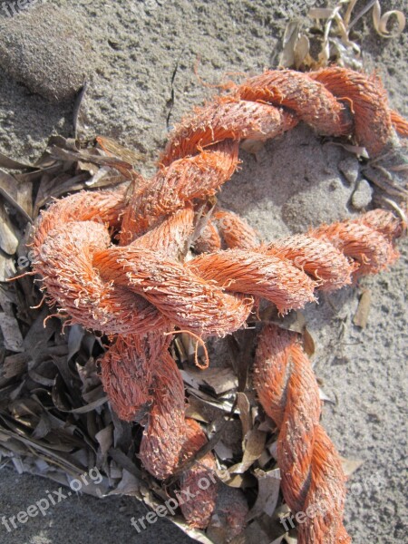 Sand Beach Fishing Knots Rope Close Up