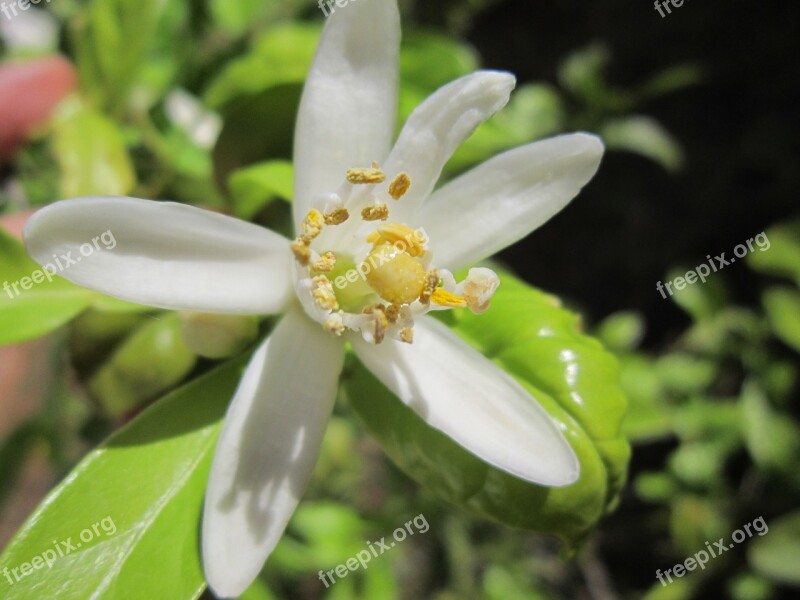 Lemon Blossom Lemon Flower Bloom Nature