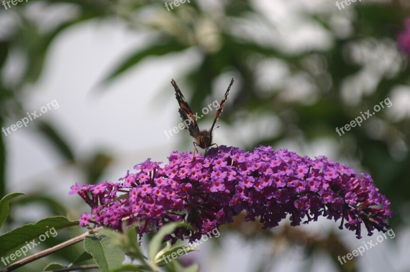 Buddleja Purple Admiral Butterfly Summer