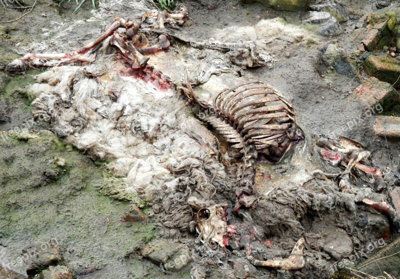 Sheep Carcass Rotten Rib Skull