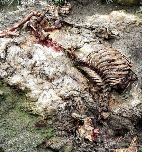 Sheep Carcass Rotten Rib Skull