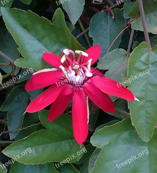 Flower Red Passion Flower Passiflora Miniata Red Flora