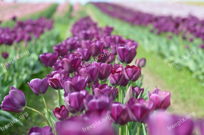 Tulips Northwest Washington Flower Purple