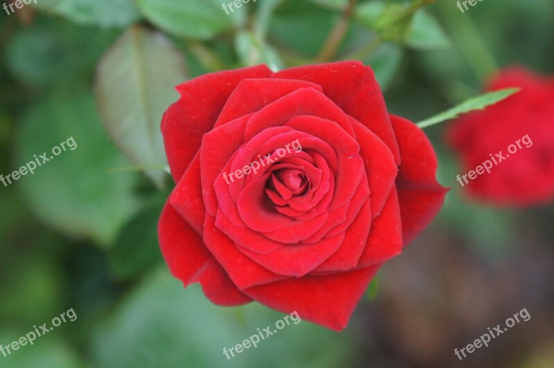 Rose Red Rose Flower Red Love