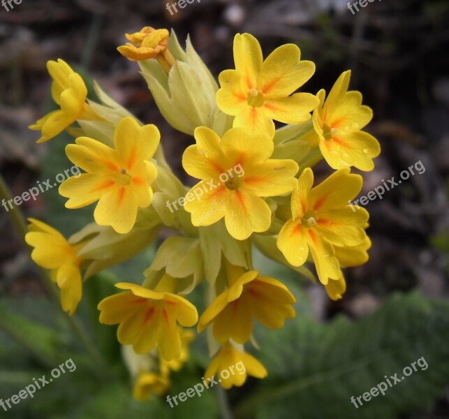 Flower Primroses Hello Spring Flowering