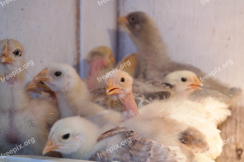 Farm Baby Chicken Chick Newborn